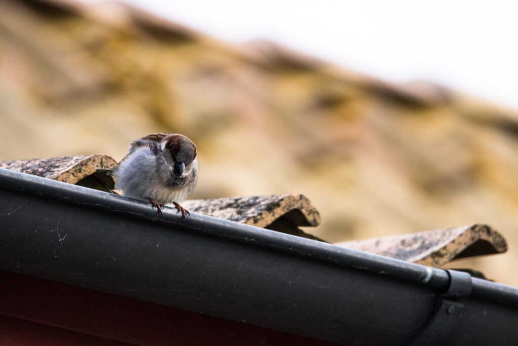 Sparrow sitting on roof house