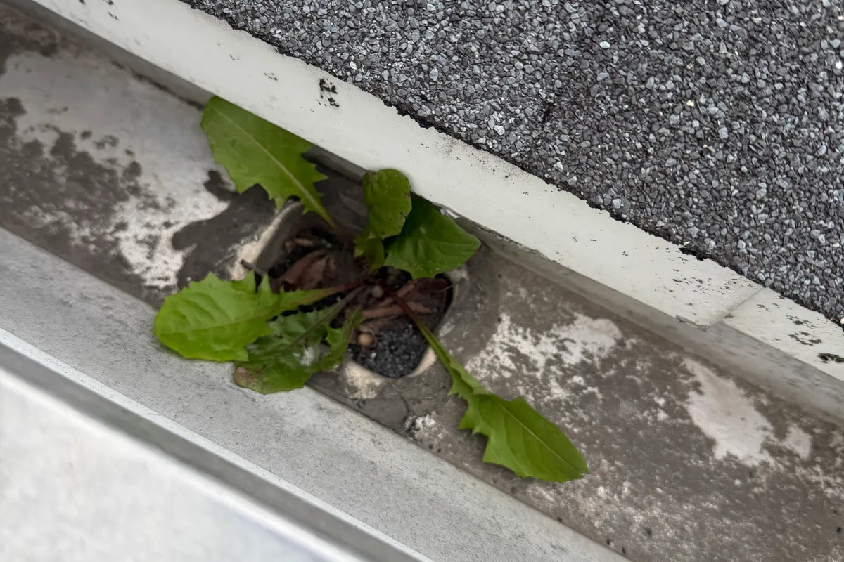 Gutter Cleaning before — Elmhurst IL 2-story house