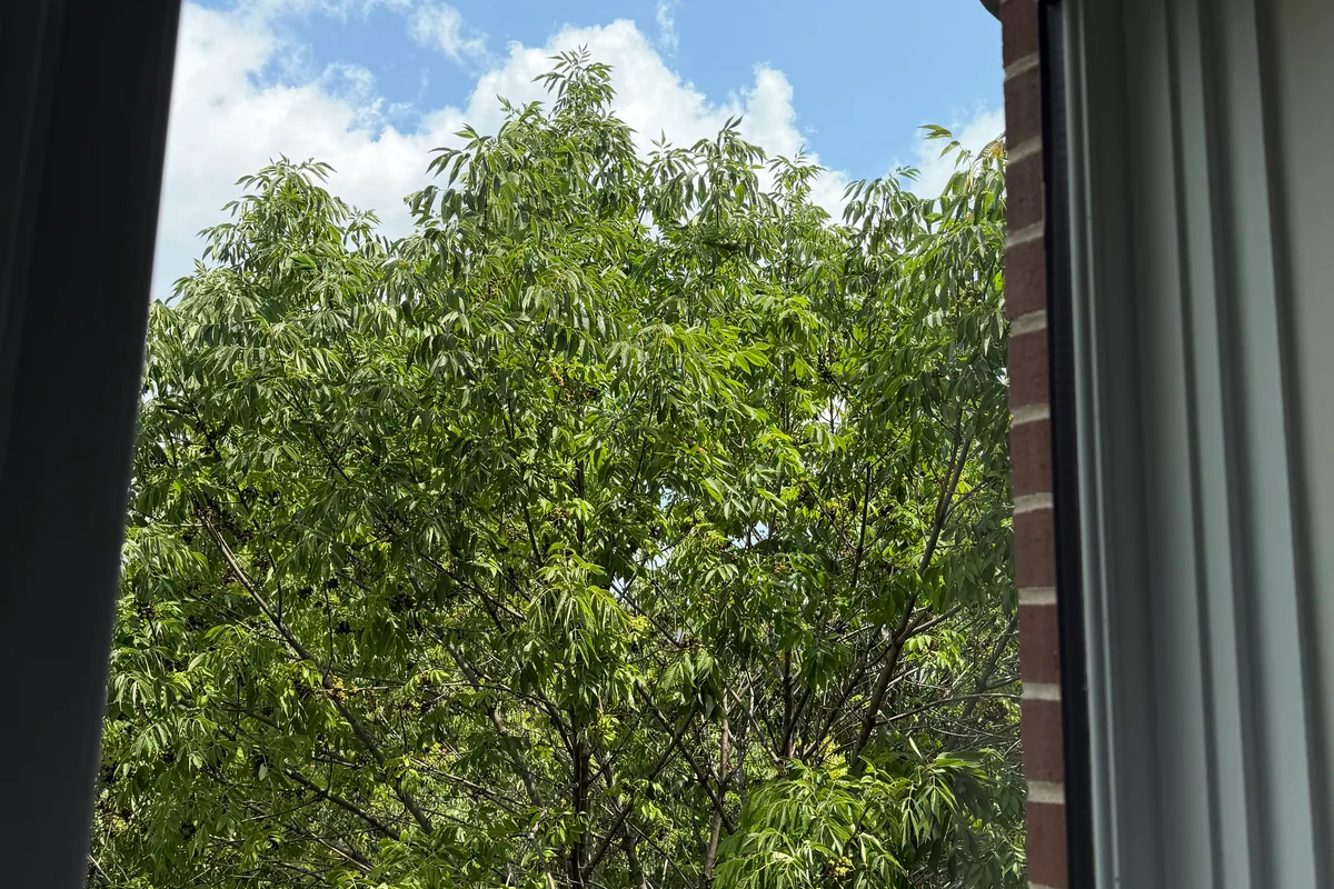 Window Washing after — Chicago IL 3-story house